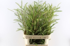 Grevillea Ivanhoe Bronze 90cm