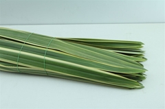 Phormium Tenax Variegatum 90cm