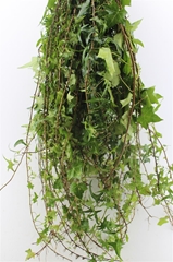 Hedera Helix Leave 100cm