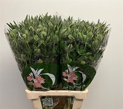 Eryngium Magical White Lagoon 70cm