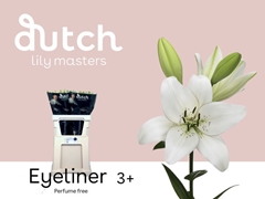 Lily La Eyeliner 85cm 3+