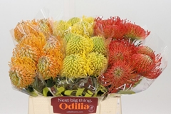 Leucospermum Mix 40cm