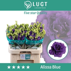 Eustoma Double Alissa Blue 70cm