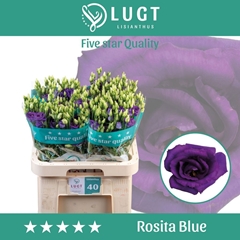 Eustoma Double Rosita Blue 70cm