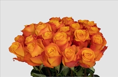 Rosa Aloha 40cm