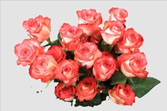 Rosa Blush 70cm