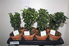 Ligustrum Rotundifolium 13Ø 20cm