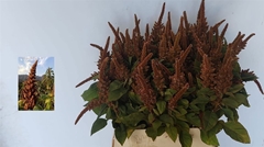 Amaranthus Cruentus Hot Biscuits 80cm