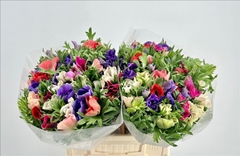 Anemone Coronaria Mistral Plus Rainbow 35cm