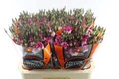 Eustoma Single Adom Red Picotee 70cm