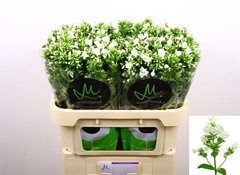 Phlox Icecap 70cm