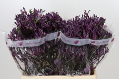 Anigozanthos Bush Merlot 60cm