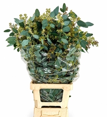 Eucalyptus Populus Per Bunch 100cm 500gr.
