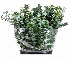 Eucalyptus Baby Blue Per Bunch 50cm 150gr.
