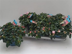 Rhododendron Hellmut Bird Mix 13Ø 25cm