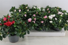Rhododendron Hellmut Bird Mix 13Ø 35cm