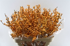 Ilex Verticillata Golden Verboom 80cm