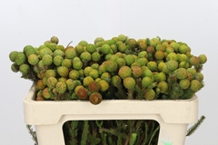 Berzelia Galpinii 50cm