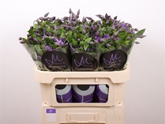 Clematis Amazing Sofia 70cm