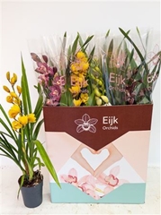 Cymbidium Mixed 14Ø 75cm 1st