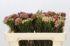 Brunia Laevis Red 50cm
