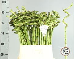 Dracaena Lucky Bamboo 90cm Spiral