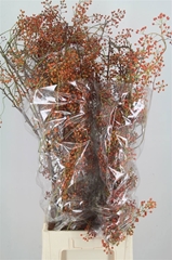 Rosa Corallo 110cm