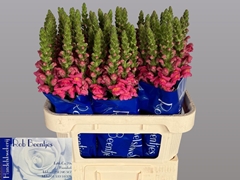 Antirrhinum Antibes Rose 75cm