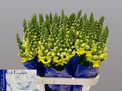 Antirrhinum Potomac Yellow 75cm
