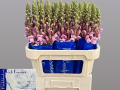 Antirrhinum Potomac Lavender 75cm