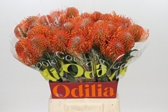 Leucospermum Ayoba Mandarin Zest 50cm