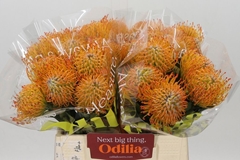 Leucospermum Ayoba Sun 40cm