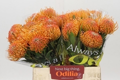 Leucospermum Ayoba Peach 40cm