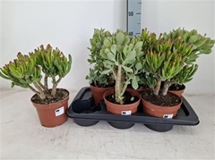 Crassula Mixed 17Ø 30cm