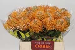 Leucospermum Soleil 40cm