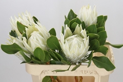 Protea Cynaroides Ayoba Arctic Ice 80cm