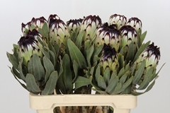 Protea Magnifica Niobe 60cm