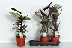 Calathea Whitestar 19Ø 75cm