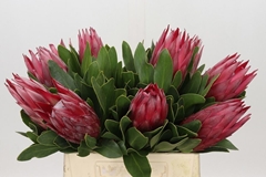 Protea Cynaroides Madiba 40cm
