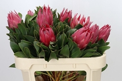 Protea Cynaroides Madiba 70cm