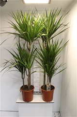 Dracaena 21Ø 125cm