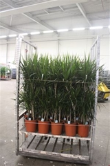 Dracaena 24Ø 135cm
