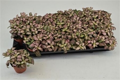 Fittonia Mosaic Zalm Forest Flame 8Ø 12cm