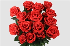 Rosa Nina 50cm