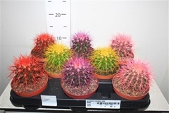 Echinocactus Grusoni 10Ø 15cm
