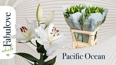 Lily Oriental Pacific Ocean 90cm 4+
