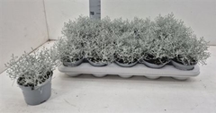 Leucophyta Brownii 10Ø 18cm