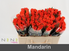 Rosa Mandarin 60cm