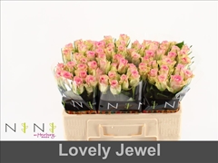 Rosa De Ruiter's Lovely Jewel 50cm