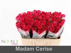 Rosa Madam Cerise 50cm